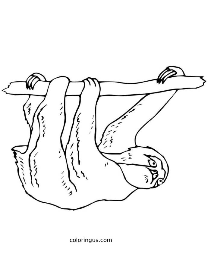 Sloth Coloring Pages