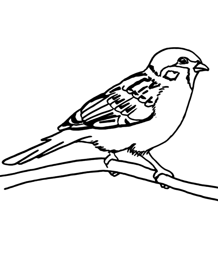 Sparrow  coloring page