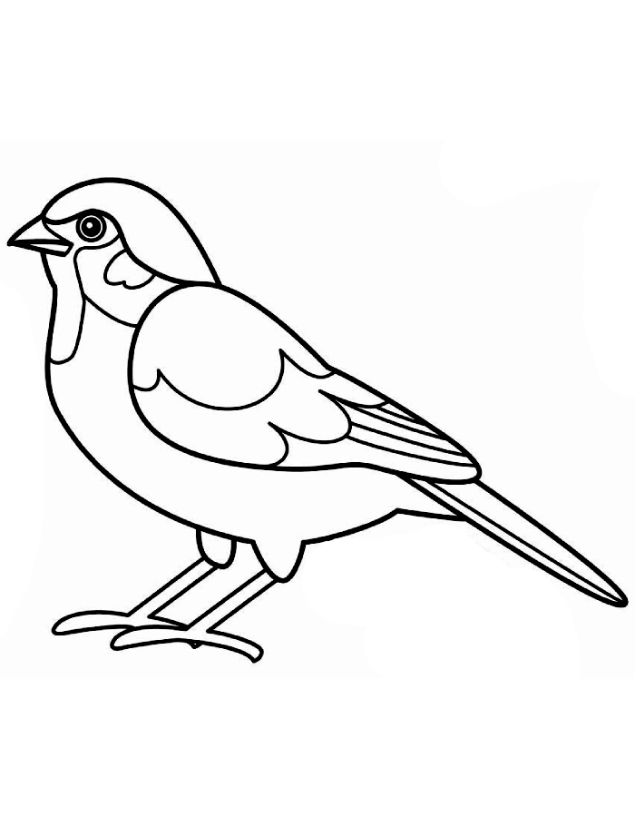 Sparrow Easy Drawings Coloring Page