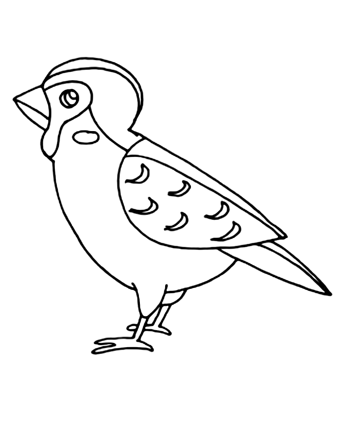 Sparrow For Kids  Coloring Page