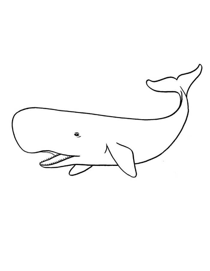 Sperm Whale Coloring Page