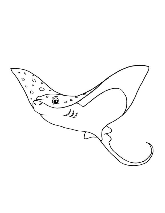 stingray drawing