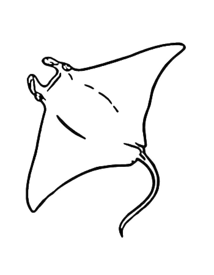 stingray easy drawing