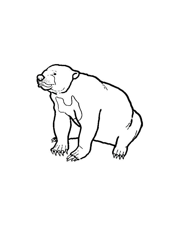 Sun Bear Coloring Page