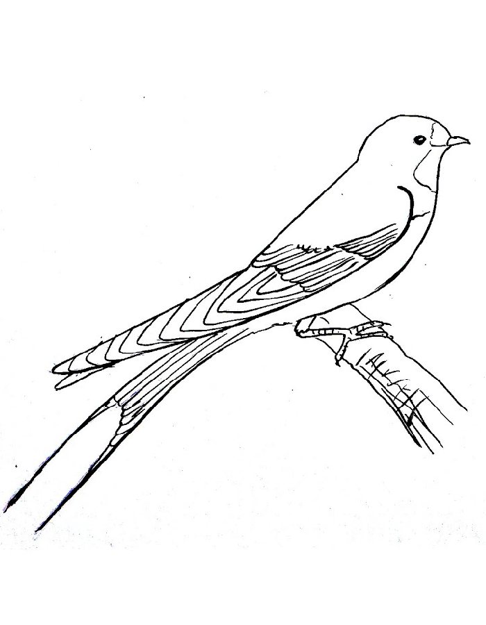 Swallow Coloring Page