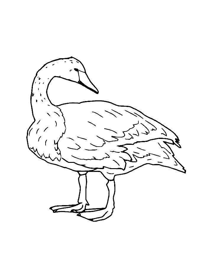 Swan Image Coloring Page