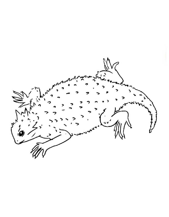 Texas Horned Lizard Drawing