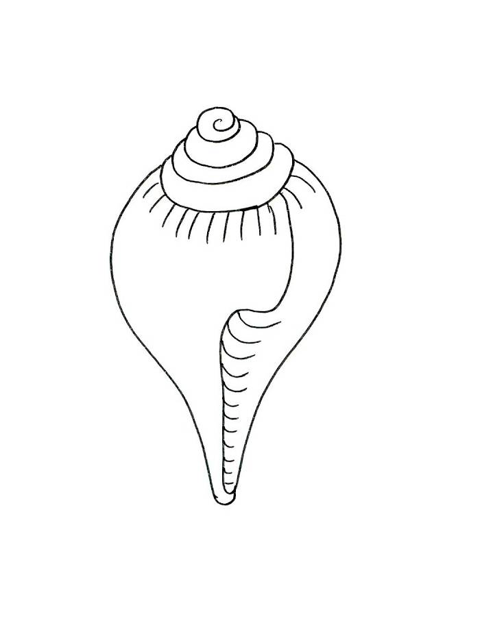 The Conch Shell Drawing Coloring Page