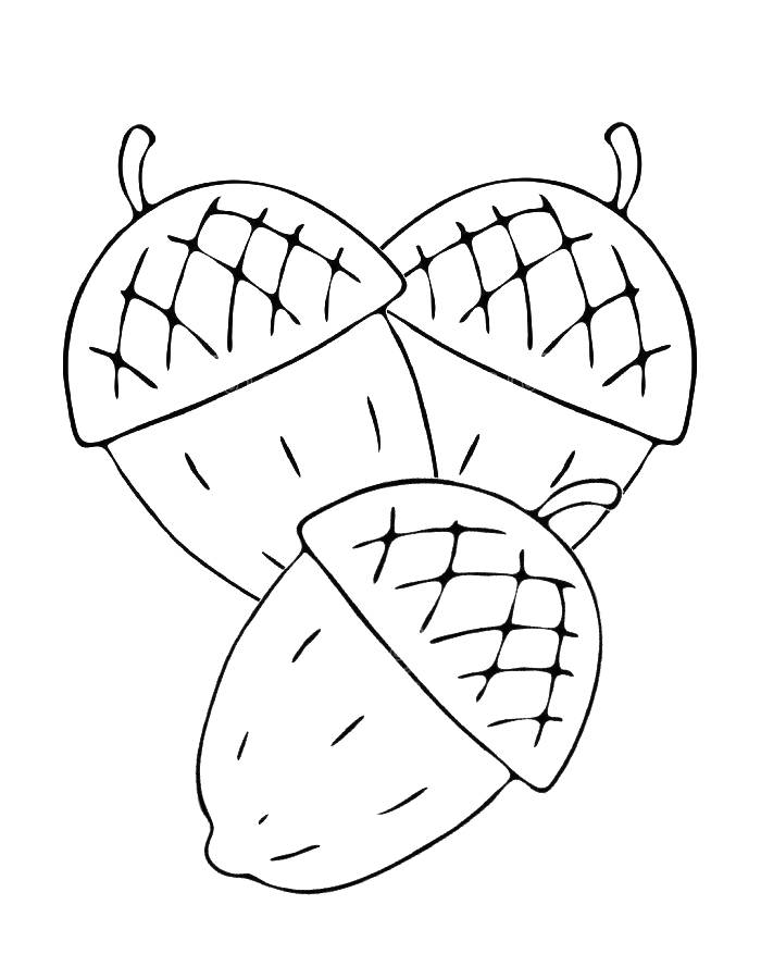 three acorns coloring page