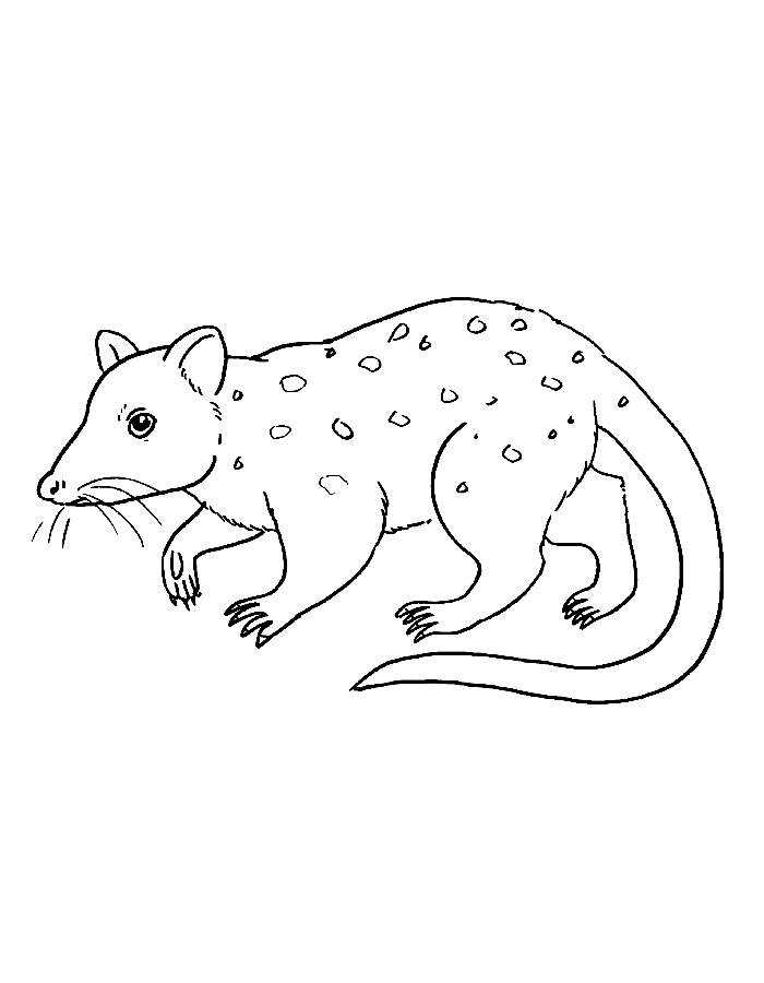 Tiger Quoll
