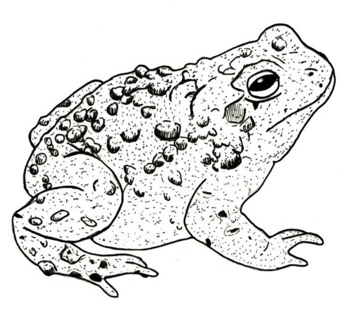 Toad  coloring page