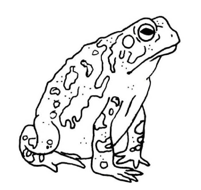 Toad Coloring Page