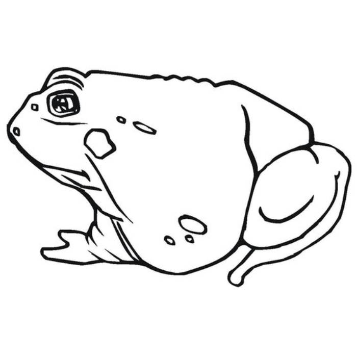 Toad Worksheet Coloring Page