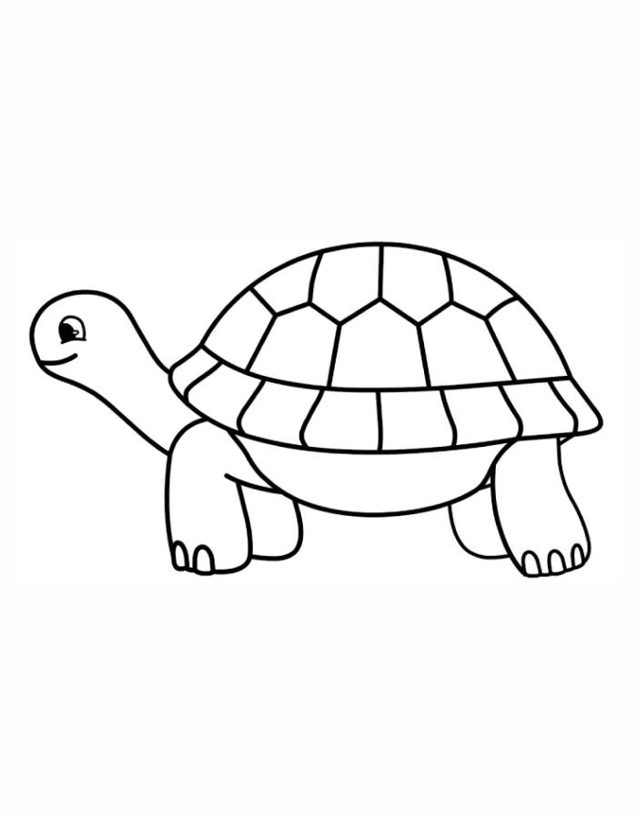Tortoise Drawing Line Art
