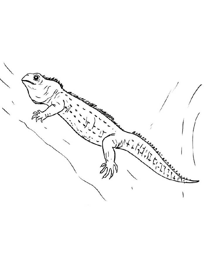 Tuatara Reptiles Coloring Page