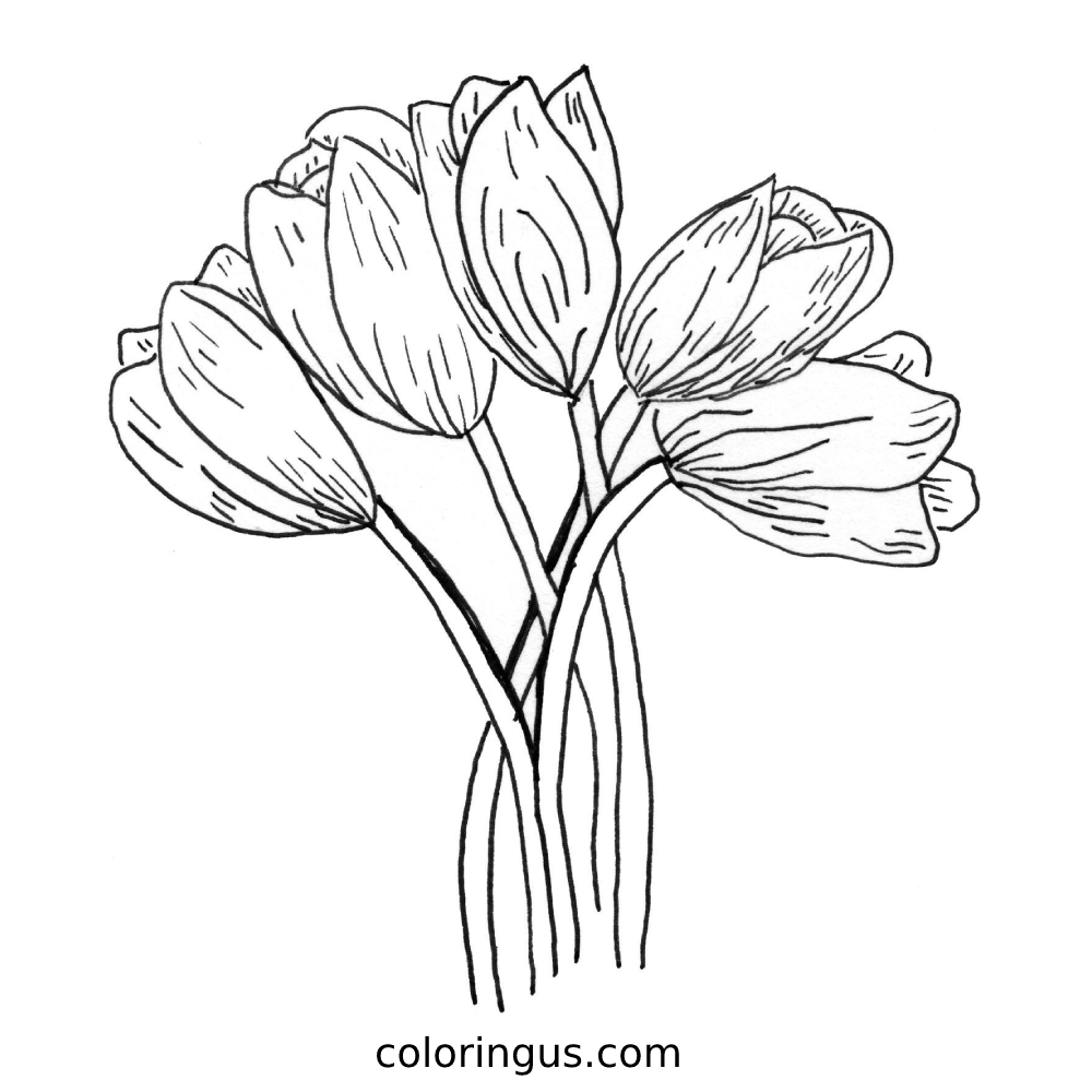 latest-tulip-printable-coloring-page-coloringus