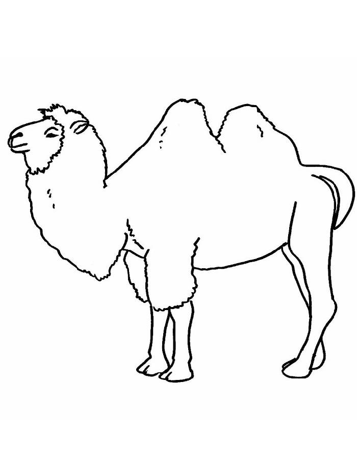 Two Humps Camel Drawing Easy