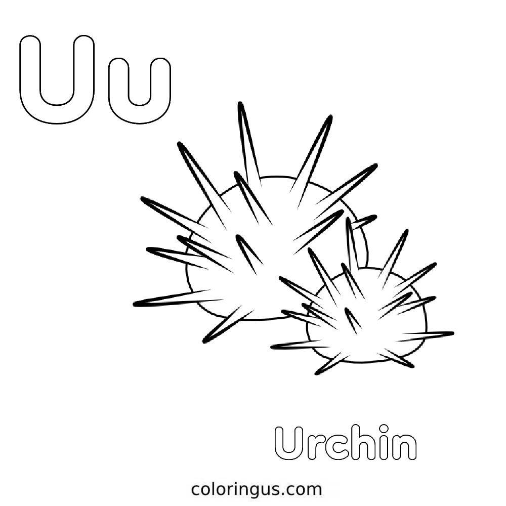 U for urchin