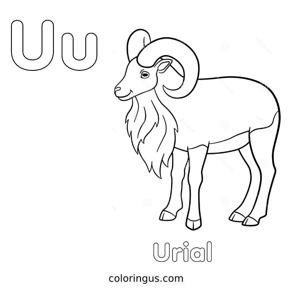 U for urial
