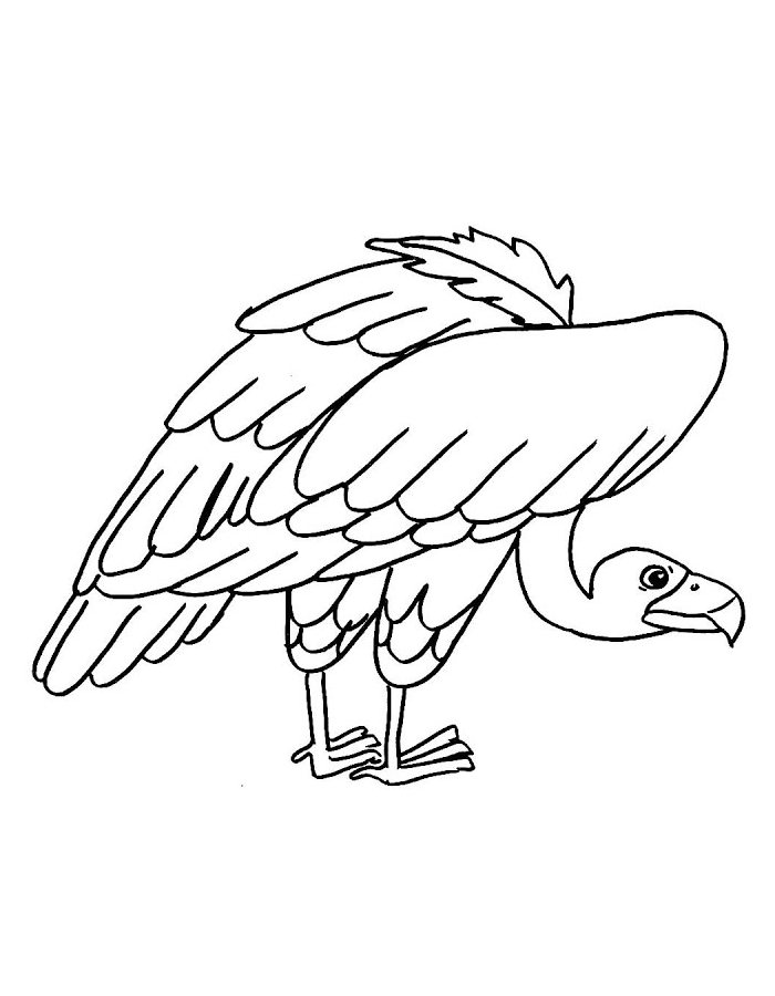 Vulture Birds Coloring Page