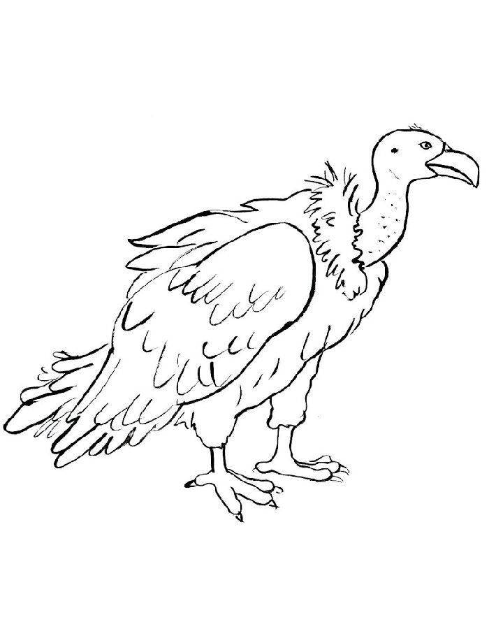 Vulture  coloring page