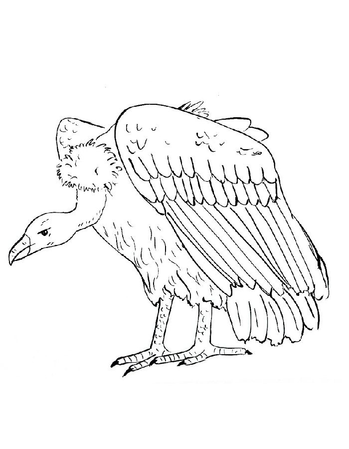 Vulture Drawing Coloring Page