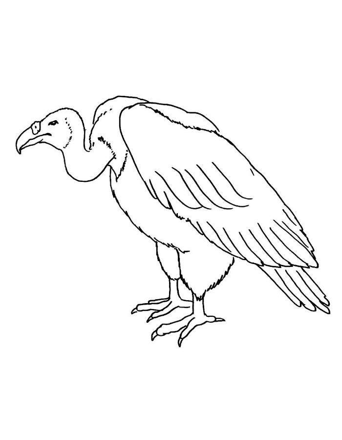 Vulture Easy Birds Drawing