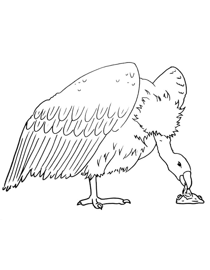 Vulture Eating A Rat Coloring Page