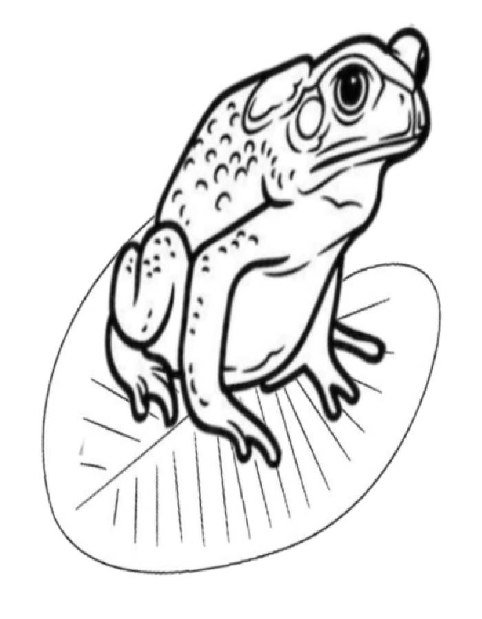 Water Toad Coloring Page