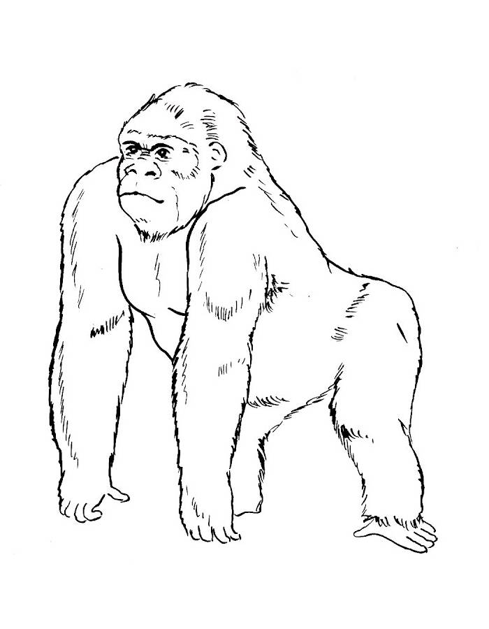 Western Lowland Gorilla Coloring Page