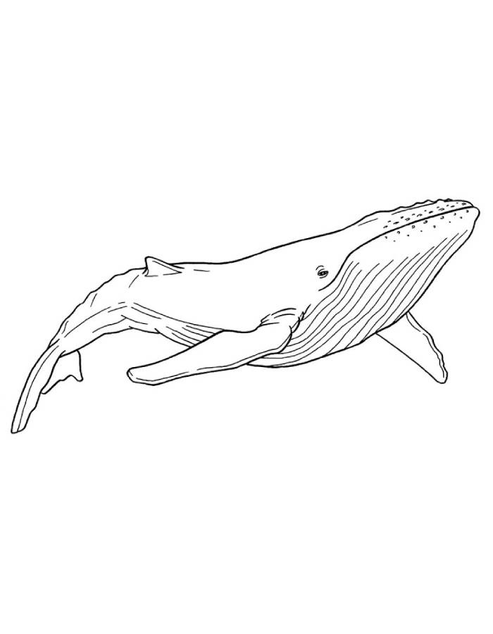 Whale Color Sheet Coloring Page