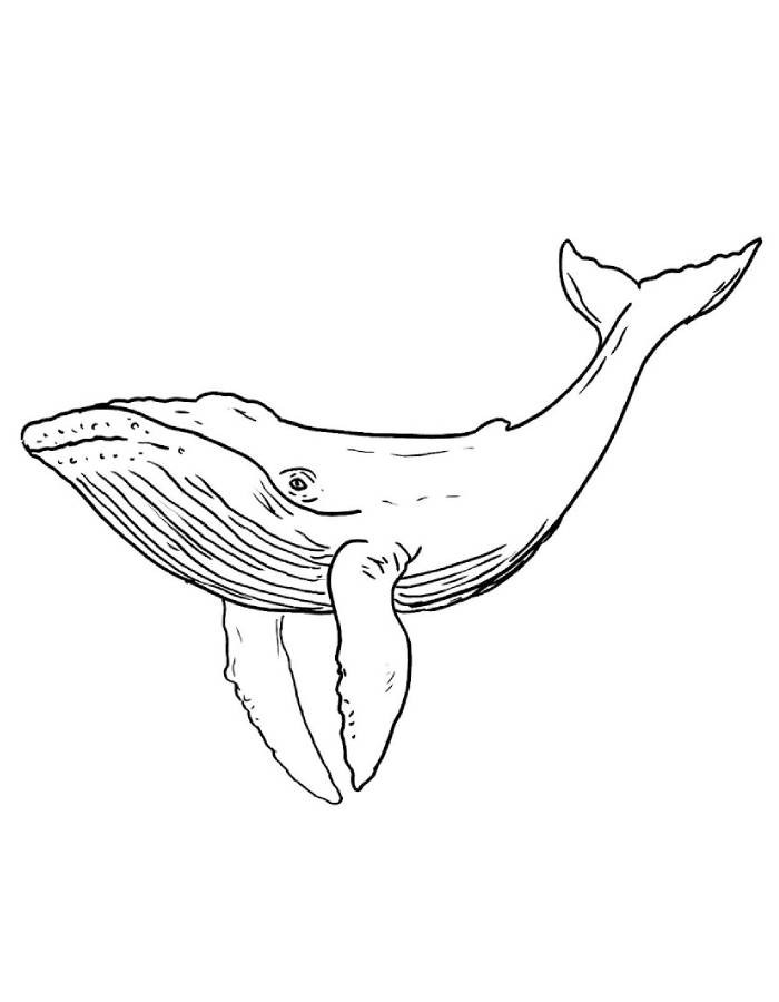 Whale Outline Drawing Coloring Page