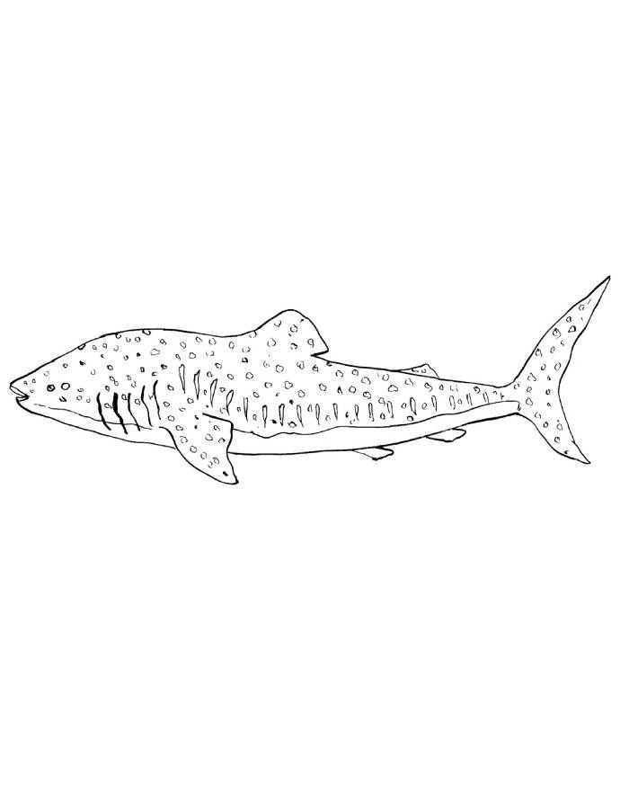 Whale Shark Drawing Coloring Page