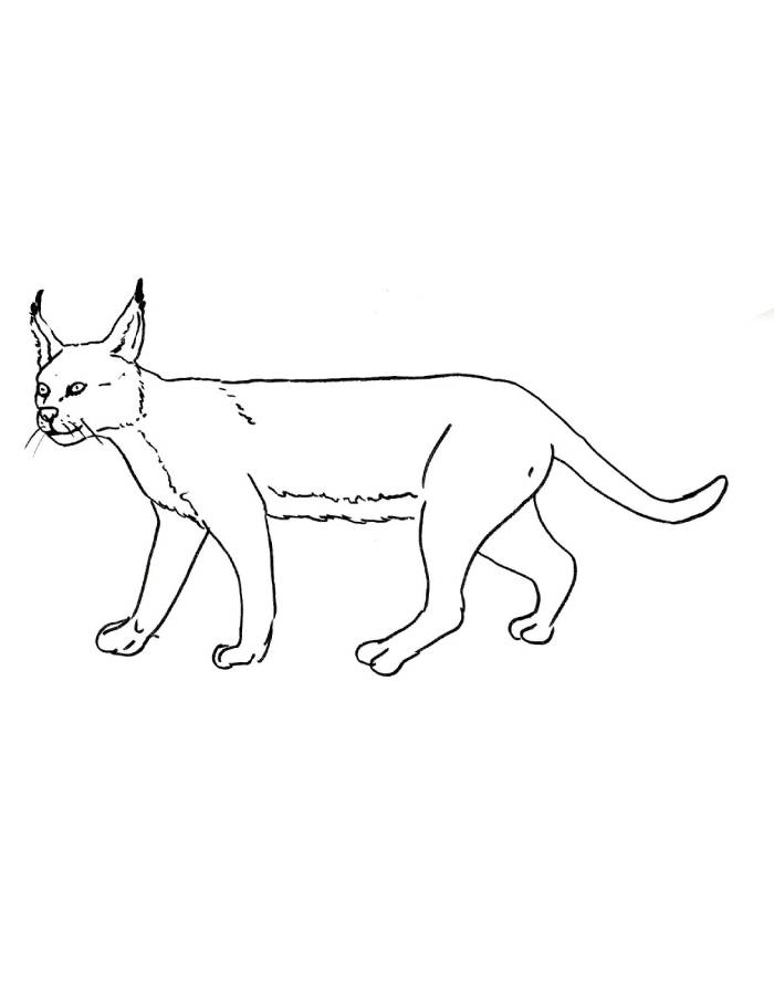 Wild Animal Caracal Coloring Page