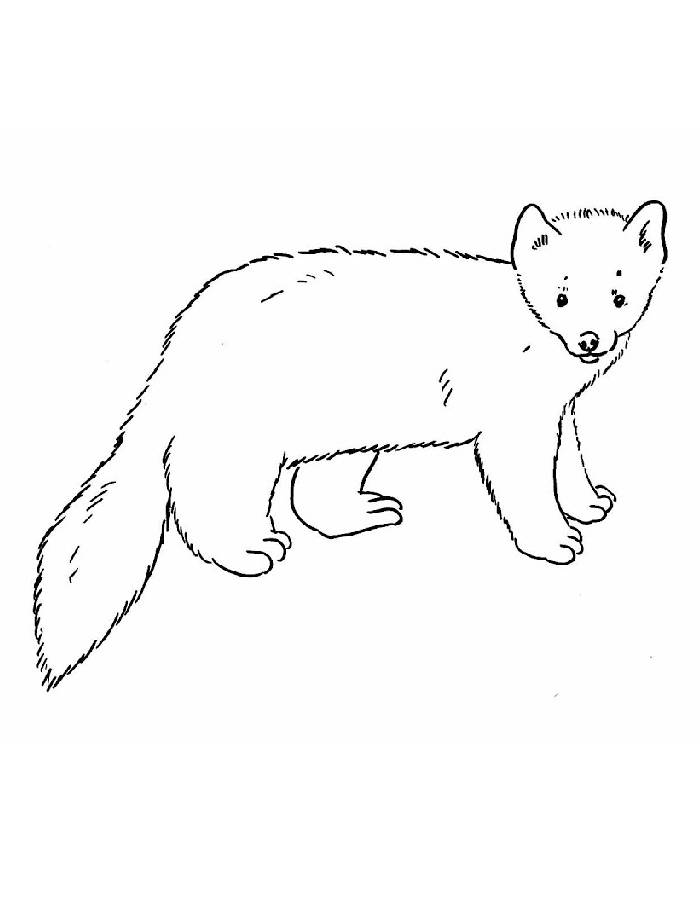 Wild Animal Marten Coloring Page