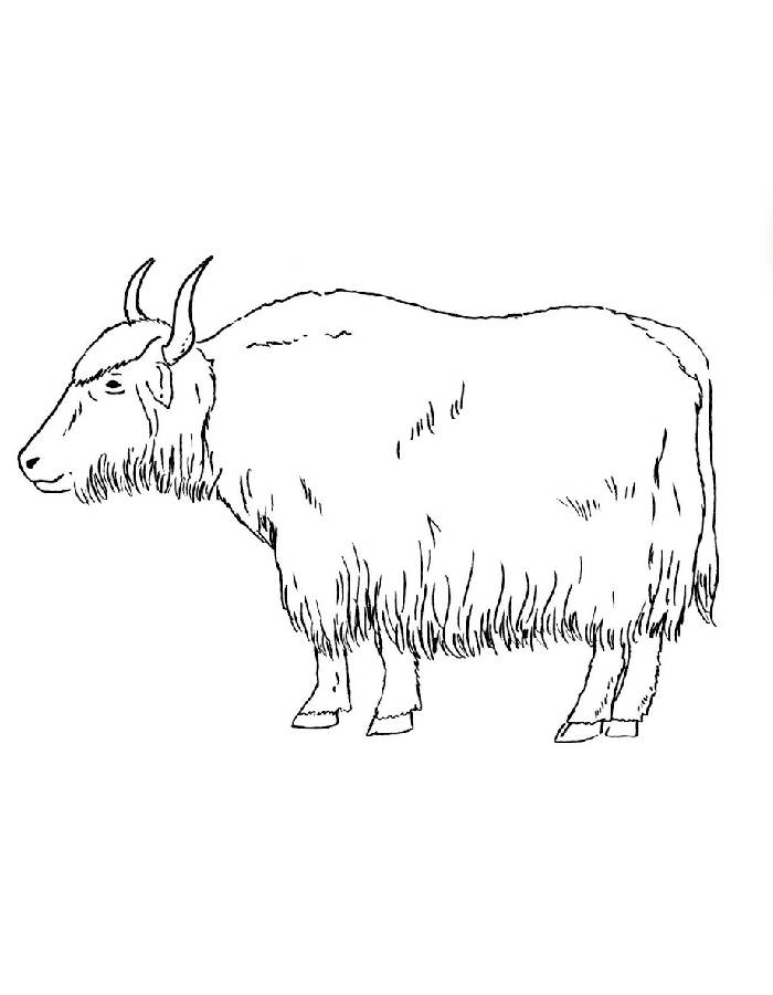 Wild Animal Yak Coloring Page