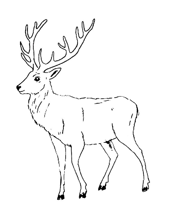 Wild Deer Animal Drawings Coloring Page