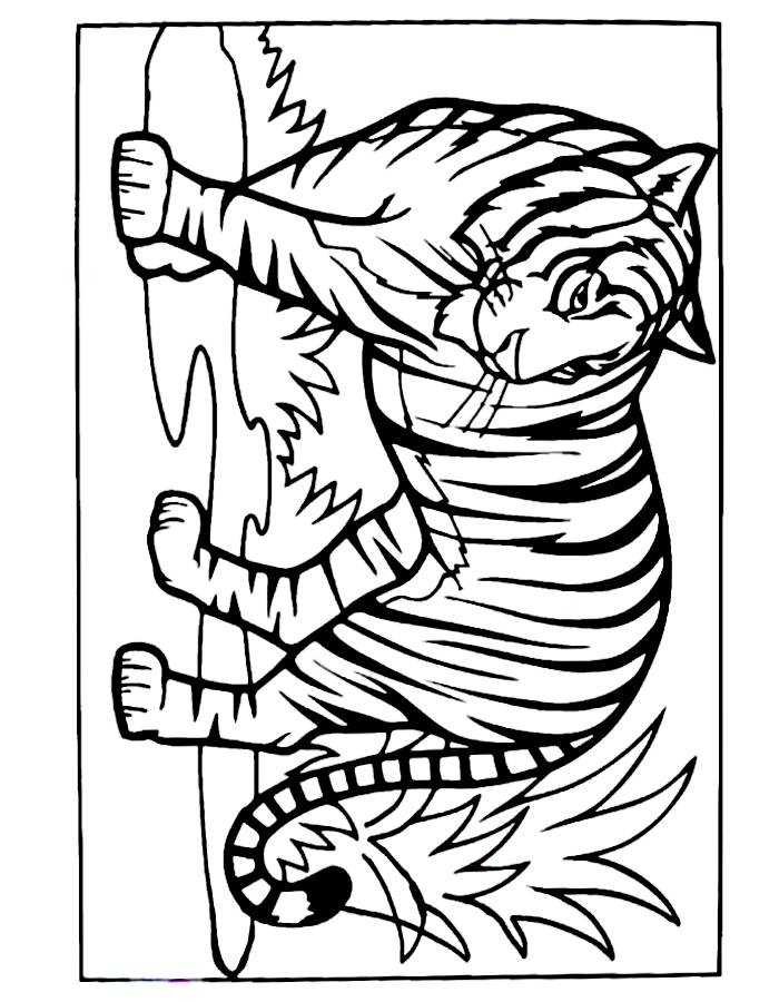 Wild Tiger Is Walking And Ready For Action Coloring Page