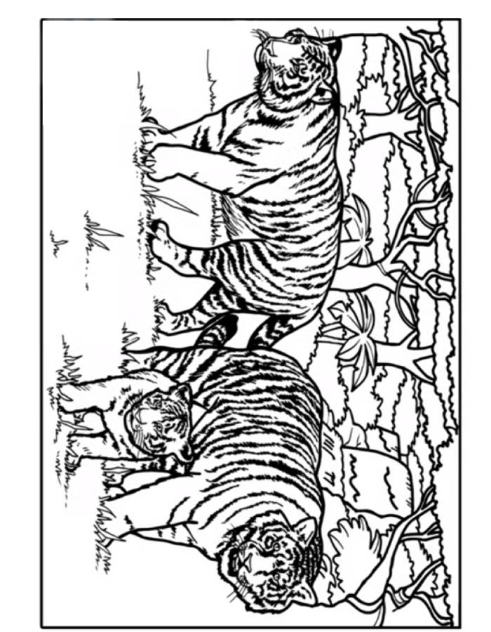 Wild Tiger's Family Coloring Page