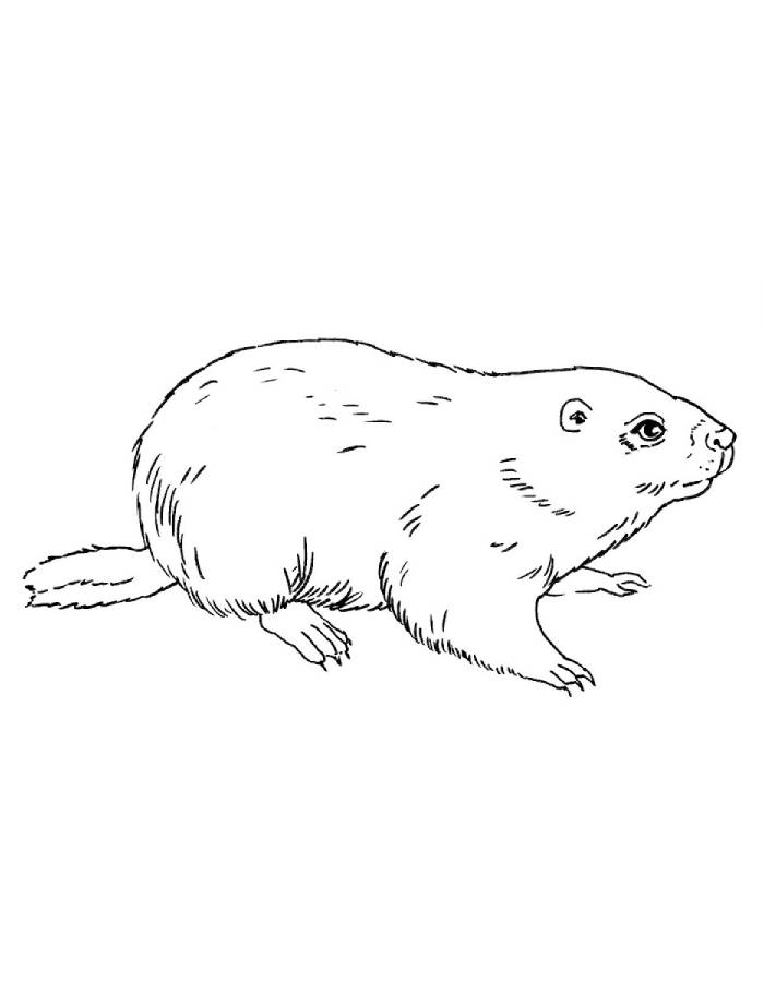 Woodchuck Drawing Coloring Page