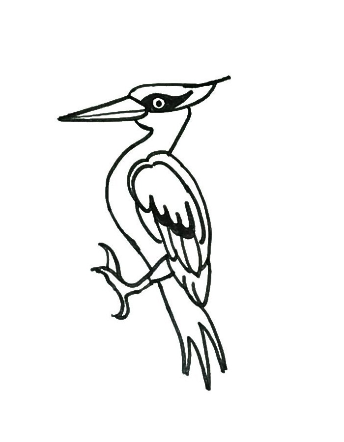 Woodpecker Birds Drawing For Kids