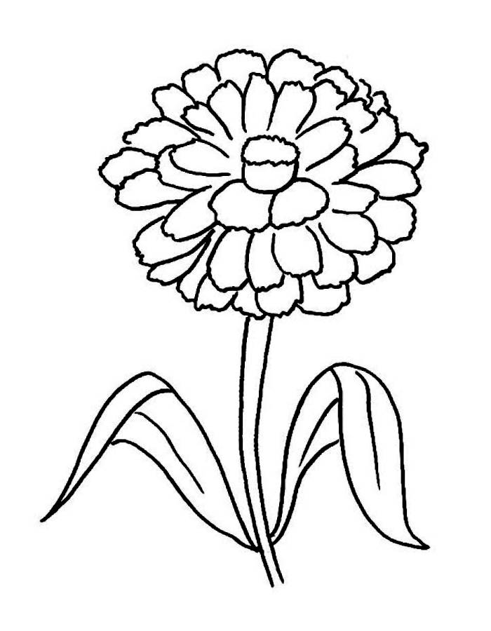 Zinnia Flower Drawing Zinnia Flower Drawing Coloring Page