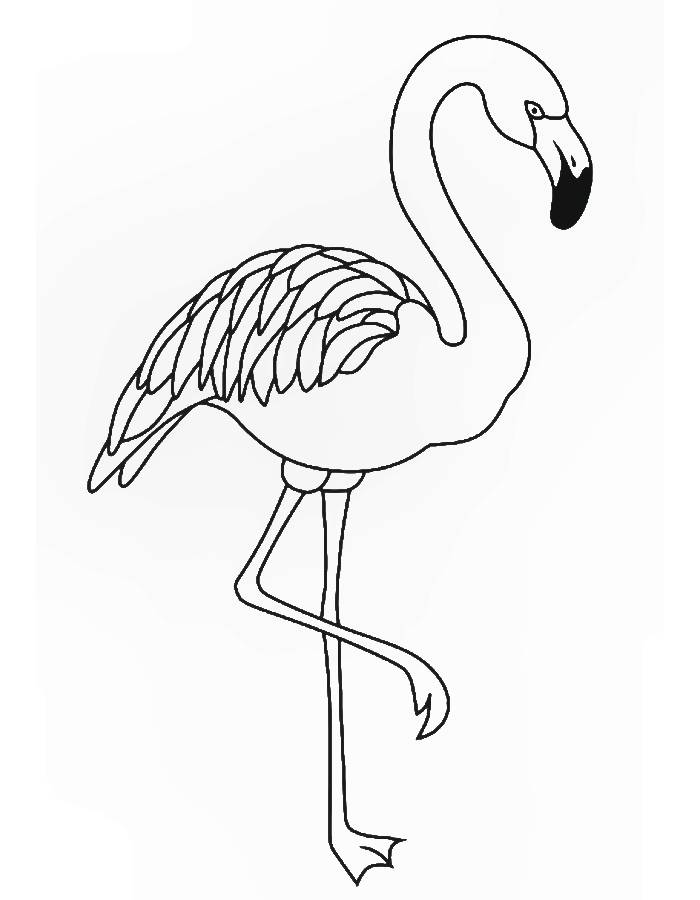 Zoo flamingo